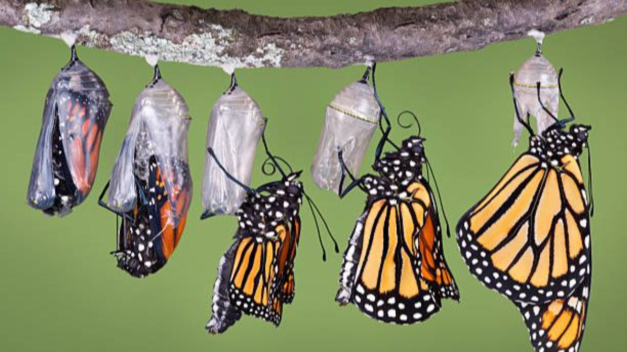 Butterflies